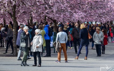 What makes Stockholm bloom
